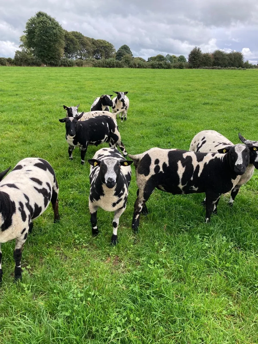 Selection of Dutch spotted ram lambs - Image 3