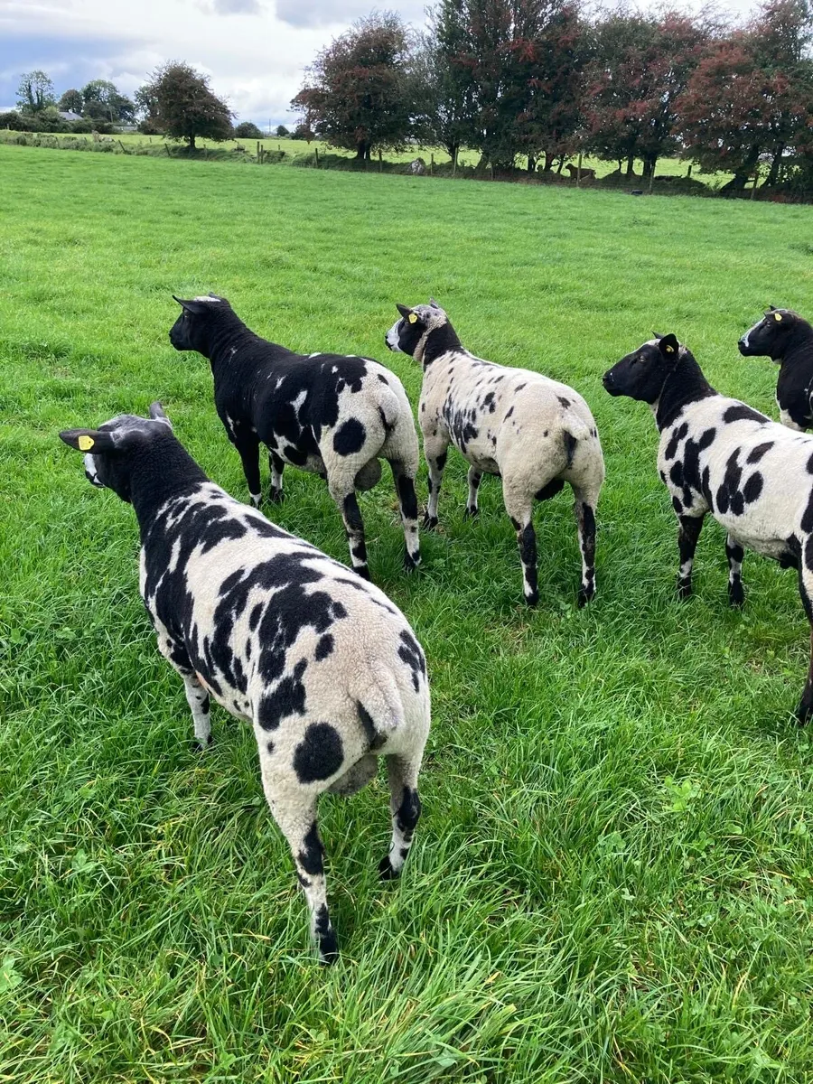 Selection of Dutch spotted ram lambs - Image 4