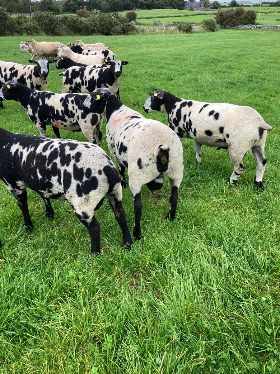 Selection of Dutch spotted ram lambs - Image 1