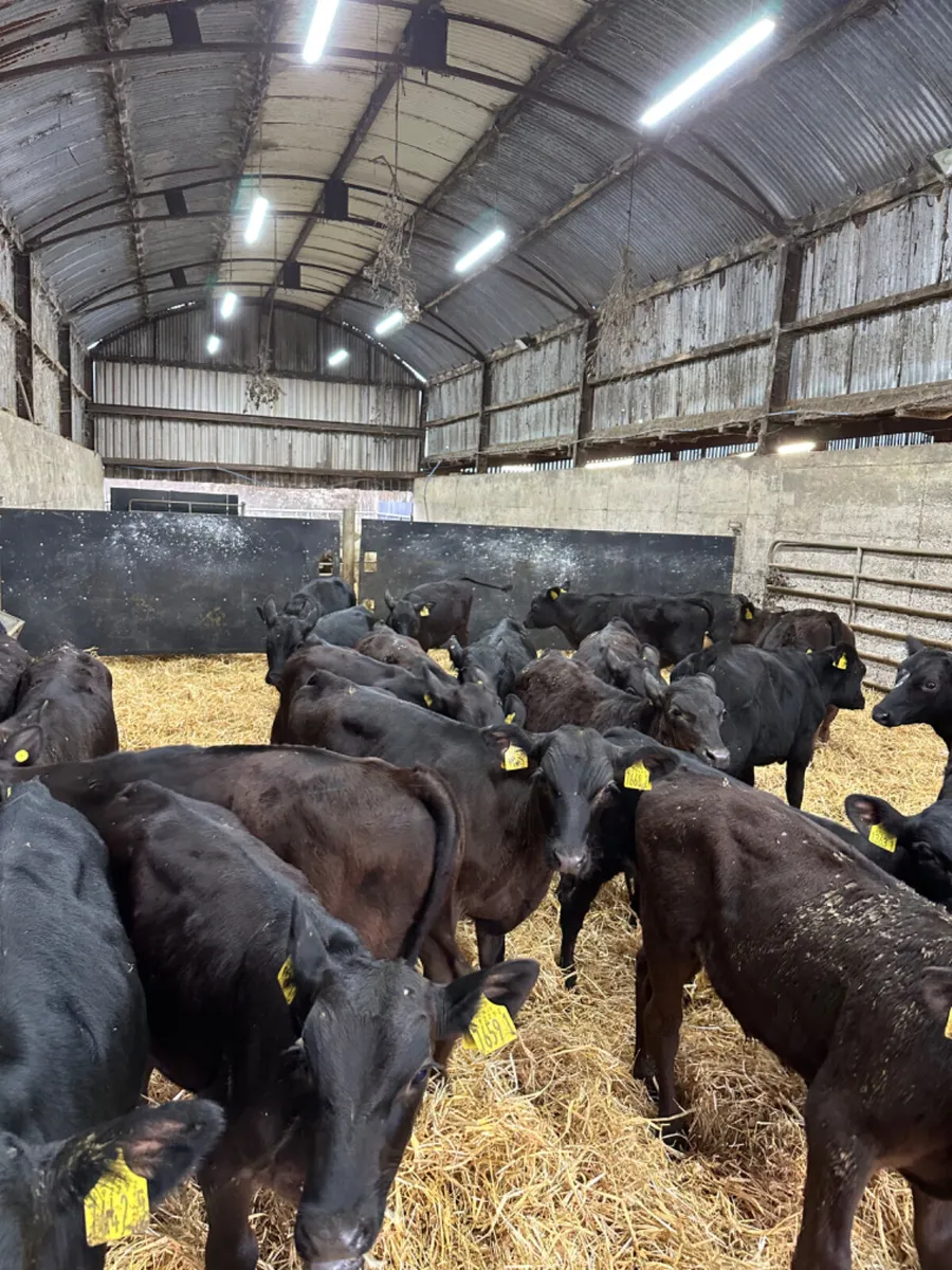 Angus bulls - Image 2