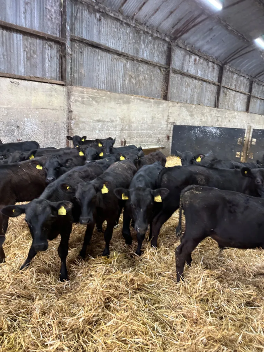 Angus bulls - Image 4