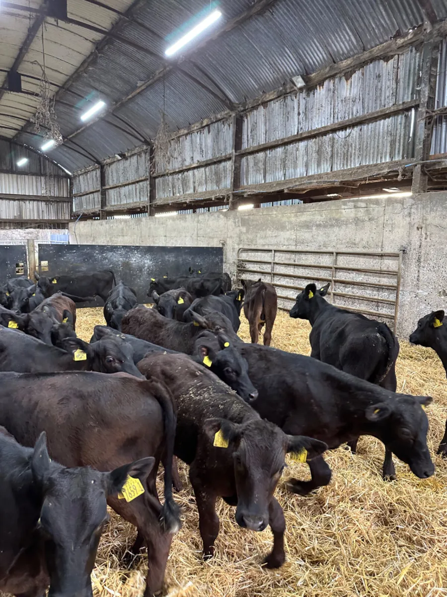 Angus bulls - Image 1