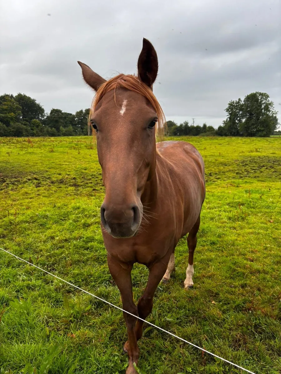 Horses - Image 2