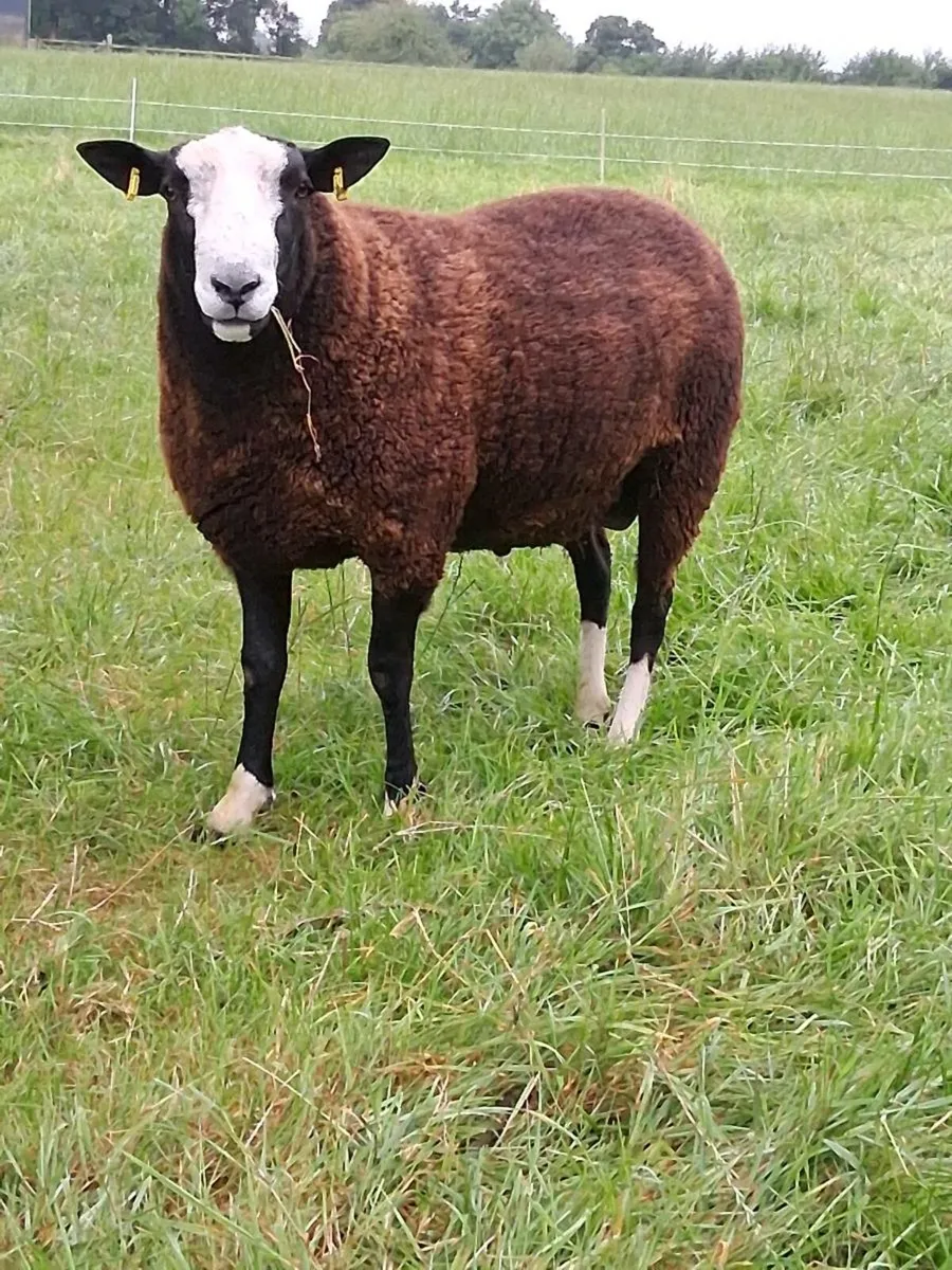Zwartble ram - Image 2