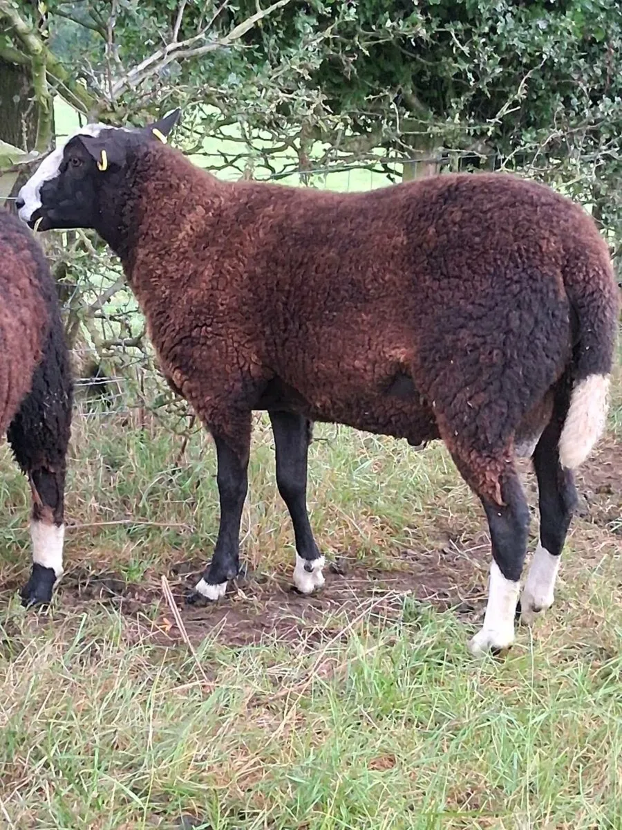 Zwartble ram - Image 4