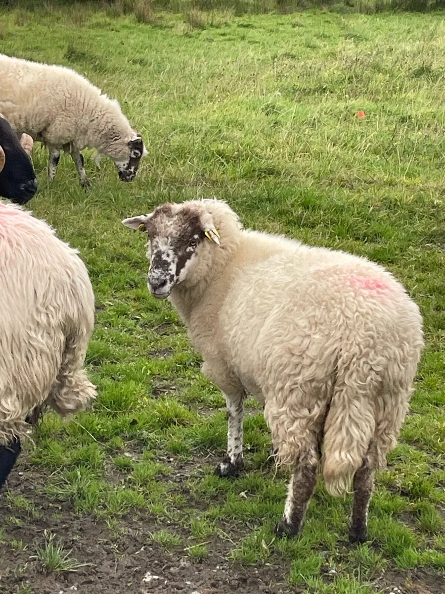 Hoggets - Image 1