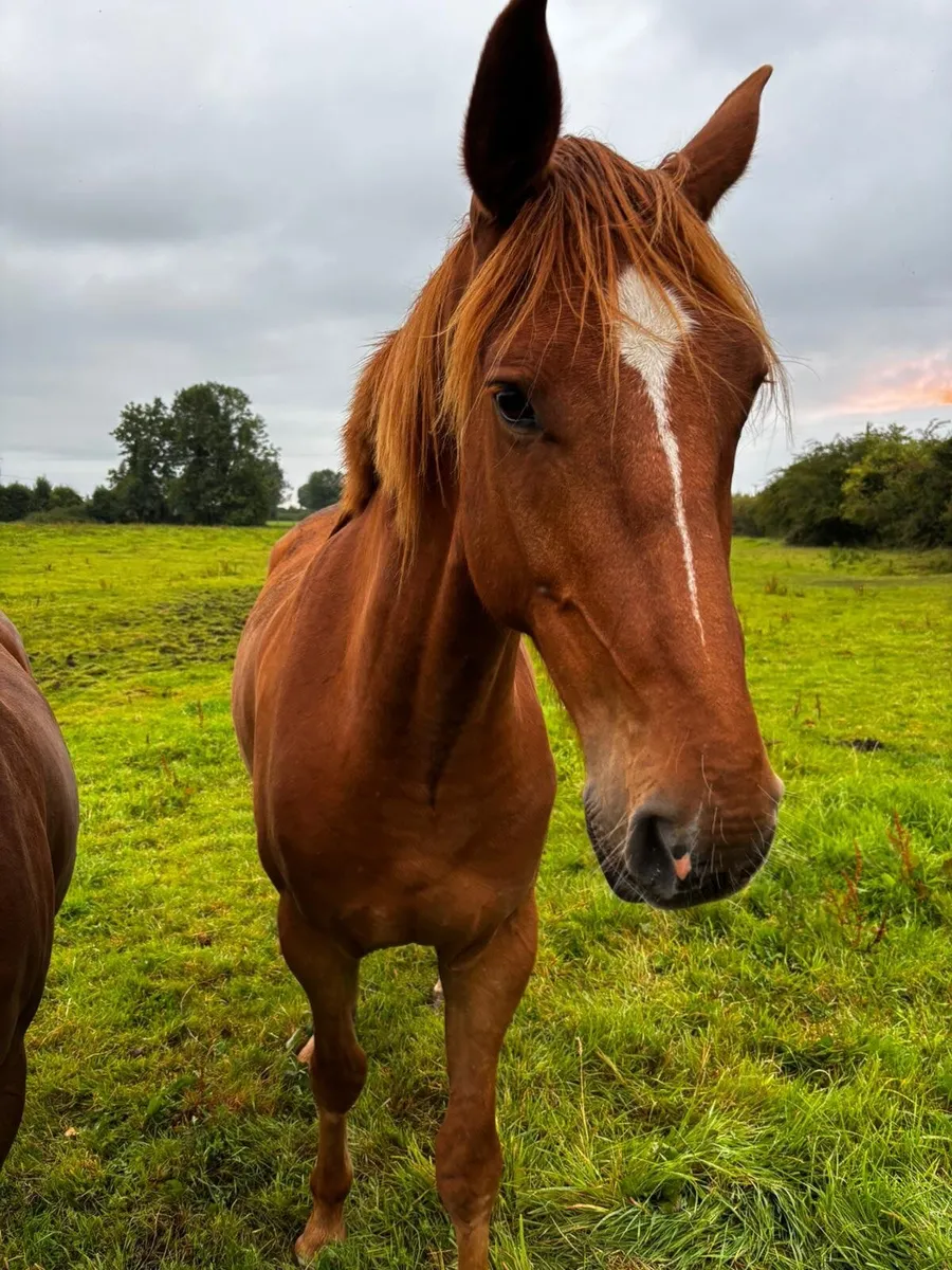 Horses - Image 3