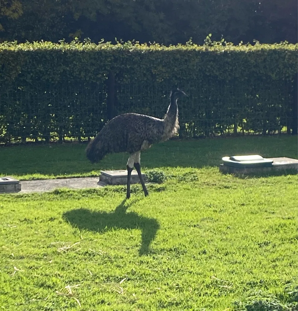 Emu - Image 2