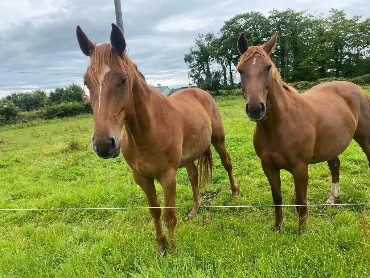 Horses - Image 1