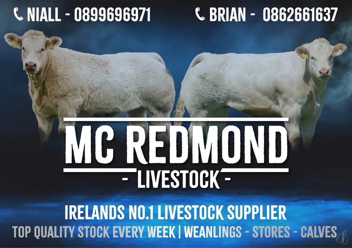 Mc Redmond livestock stores weanlings calf’s