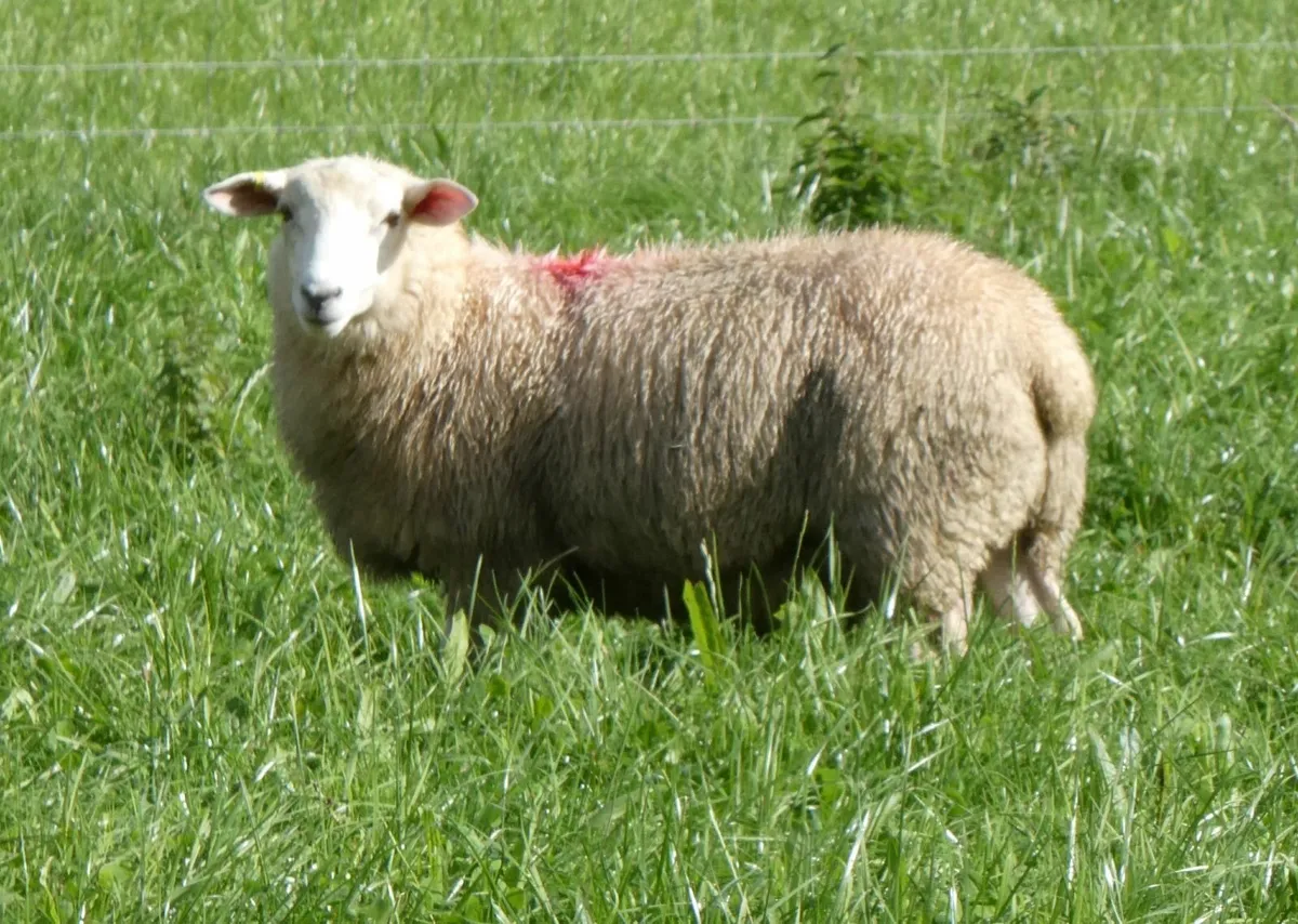 Tefrom Rams For Sale - Image 2