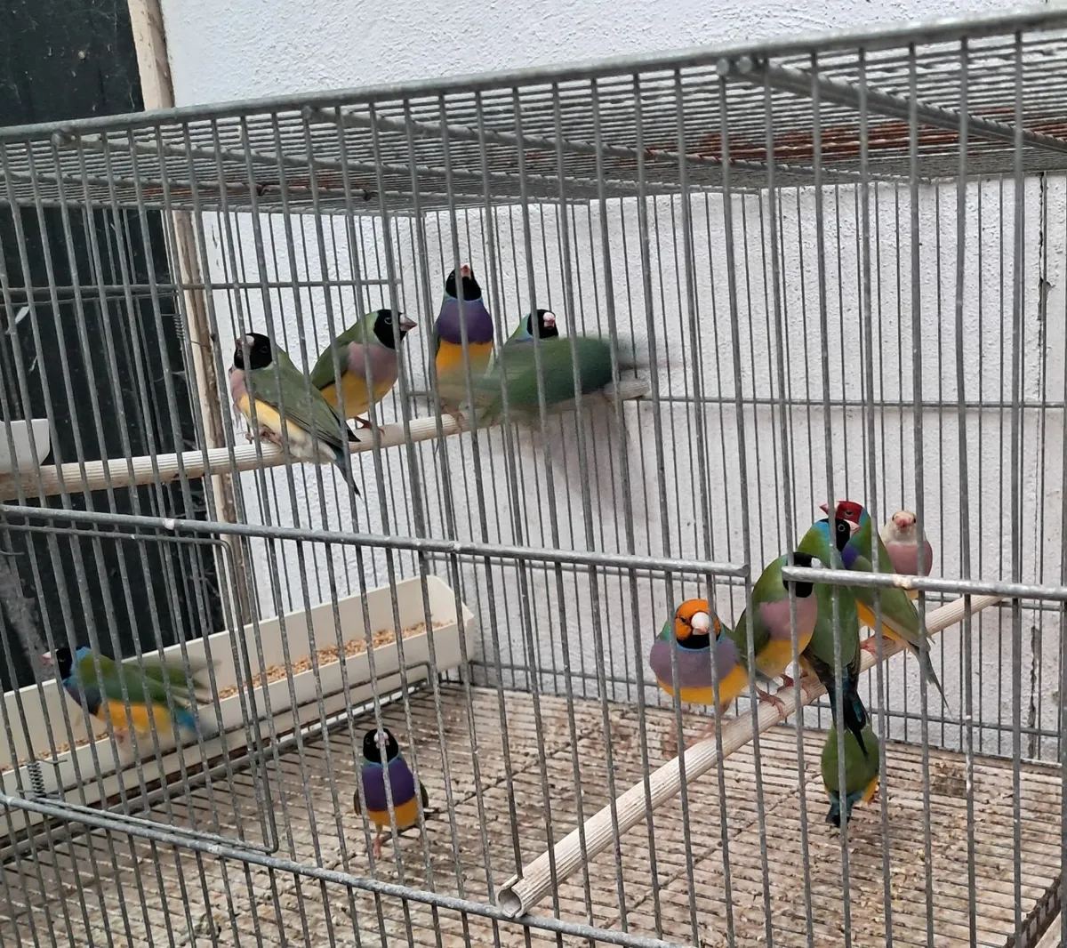 Birds - Image 1
