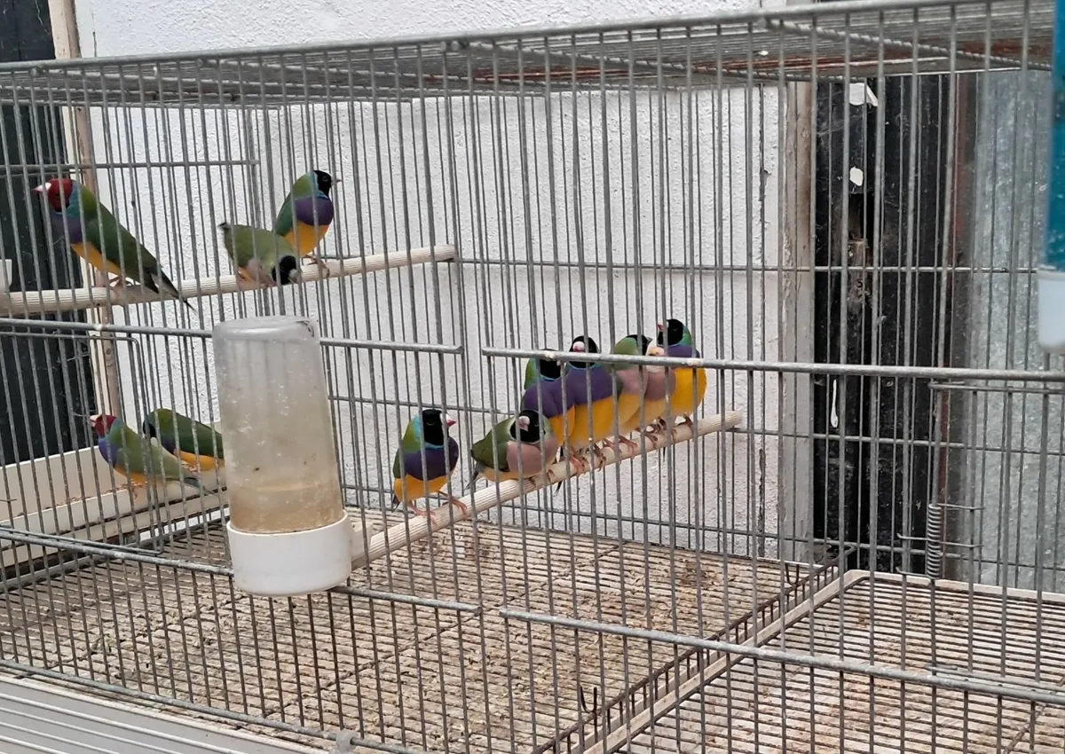 Birds - Image 3