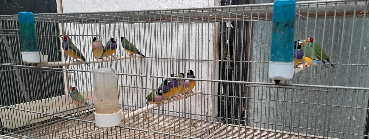 Birds - Image 4