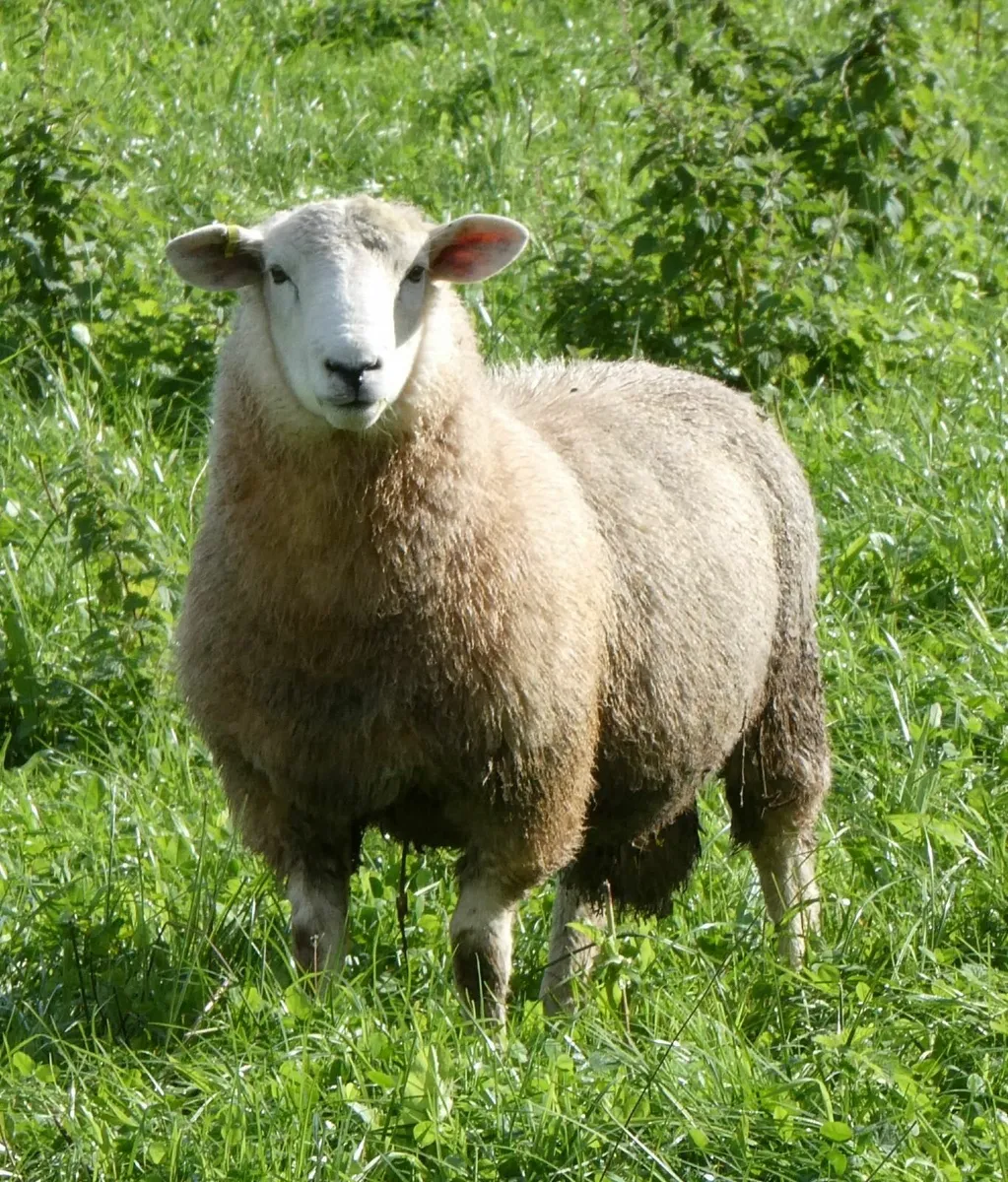 Tefrom Rams for Sale - Image 2