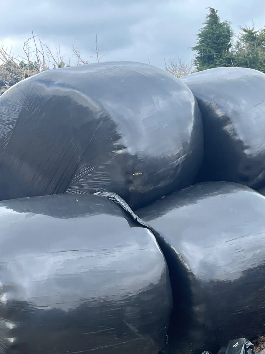 Baled silage - Image 1