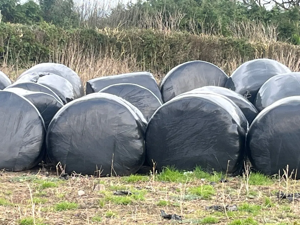 Baled silage - Image 2