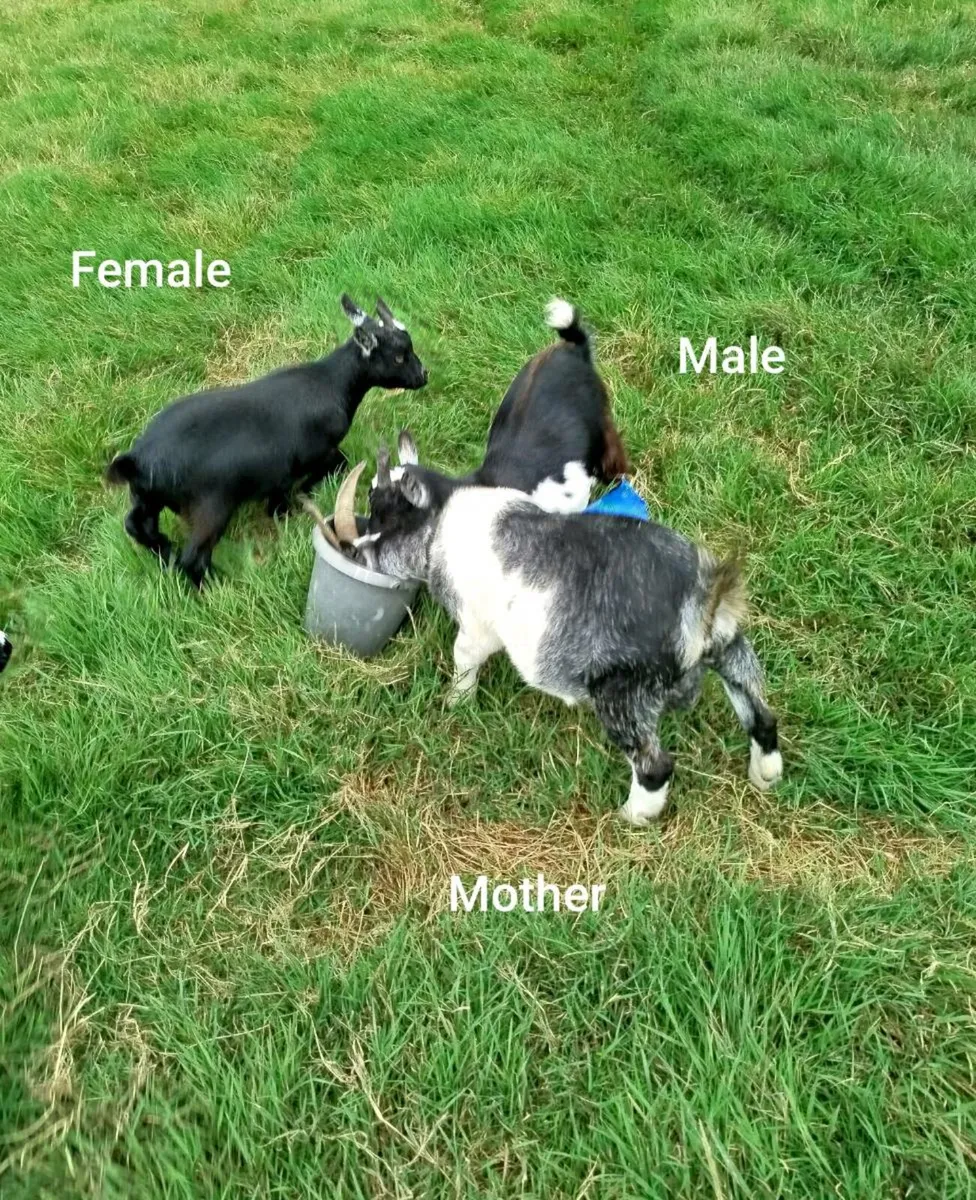 2 Pygmy Goats (6 Months Old) - Image 1