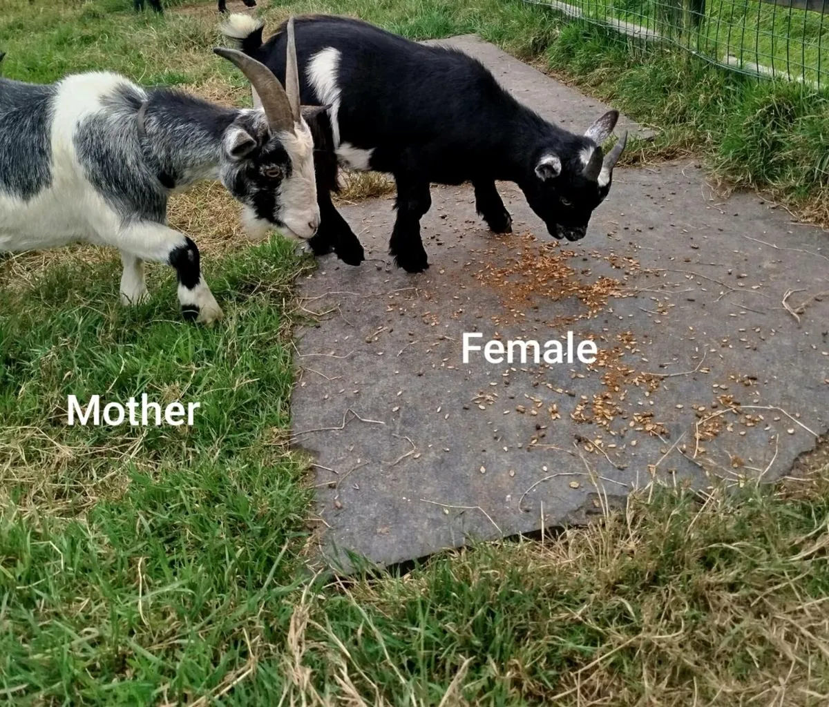 2 Pygmy Goats (6 Months Old) - Image 2