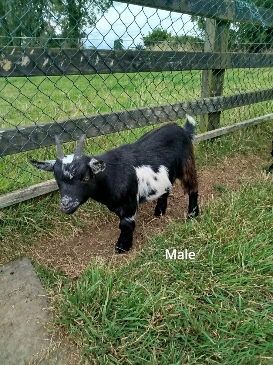 2 Pygmy Goats (6 Months Old) - Image 3