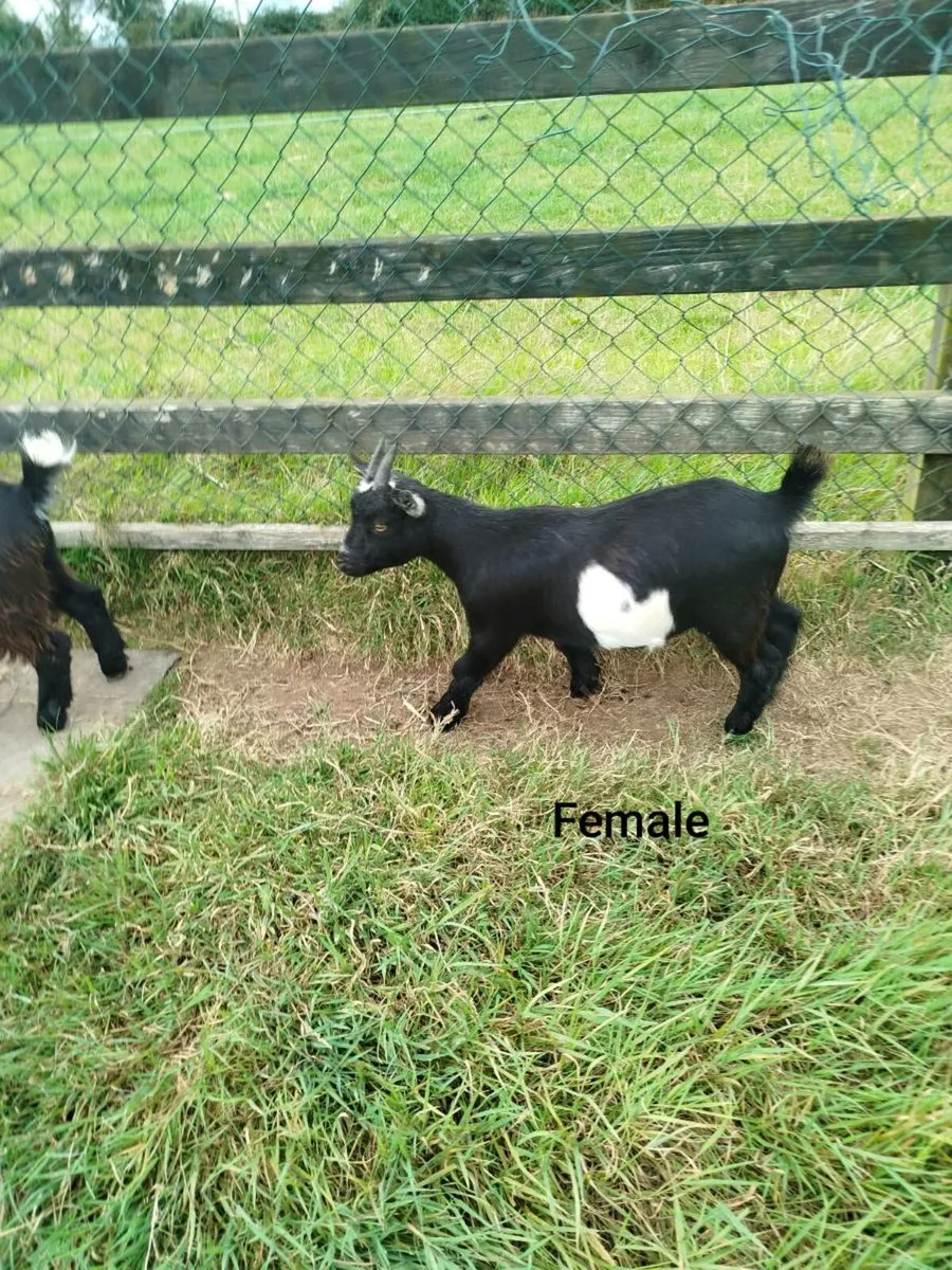 2 Pygmy Goats (6 Months Old) - Image 4