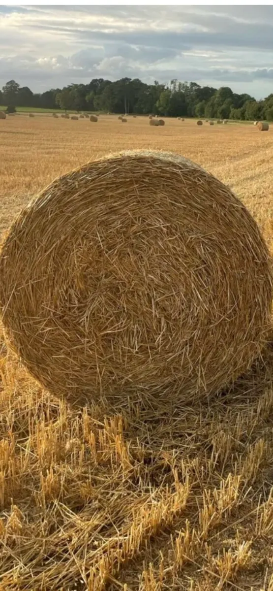 Wheat Straw
