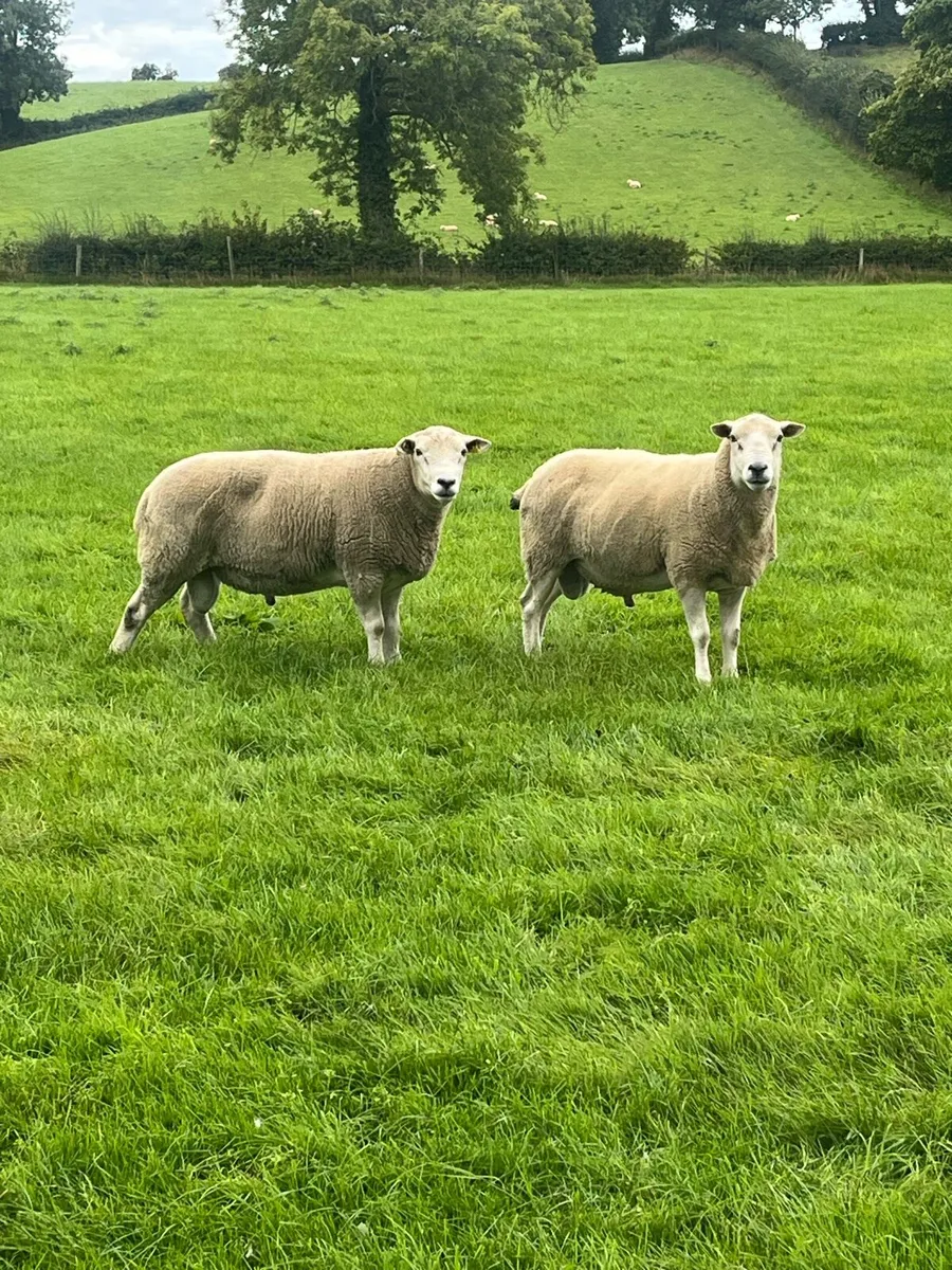 Sheep - Image 1