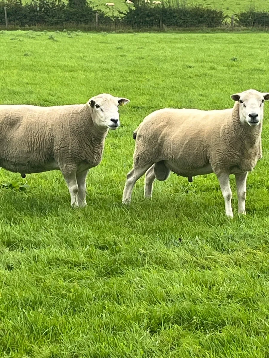 Sheep - Image 2