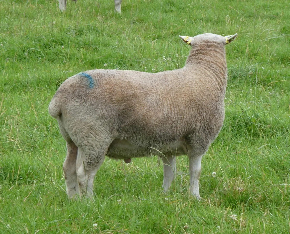 Tefrom Rams for Sale - Image 1