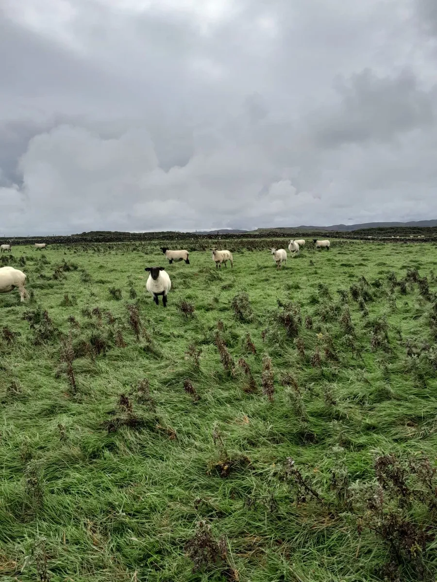 Sheep - Image 1