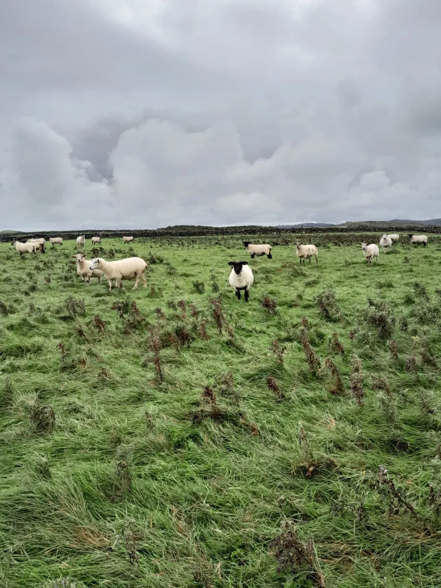 Sheep - Image 2