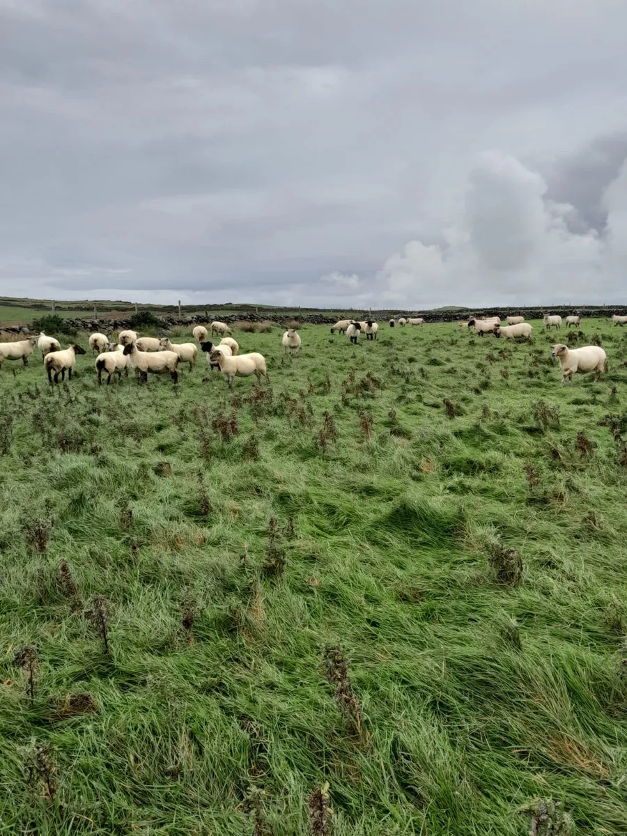 Sheep - Image 4