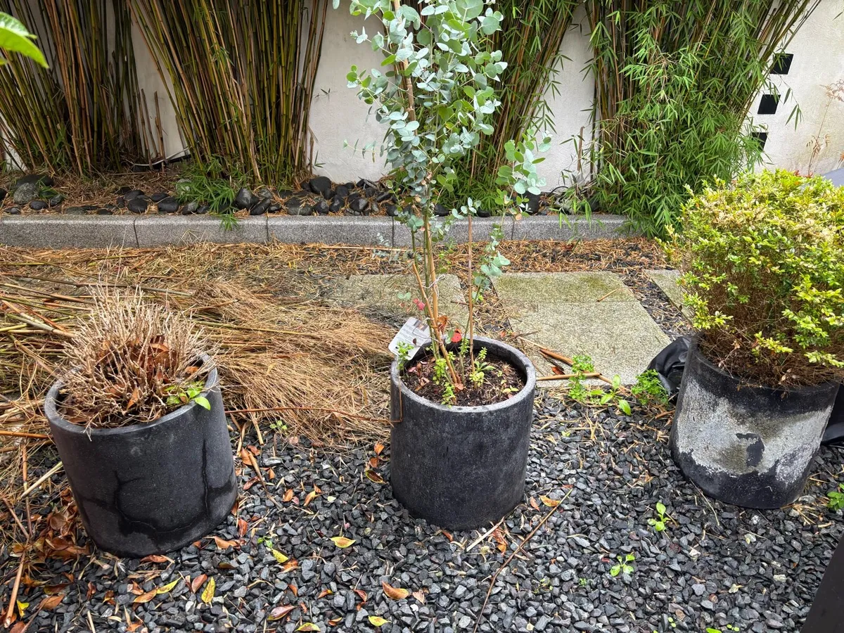 Planters - Image 1