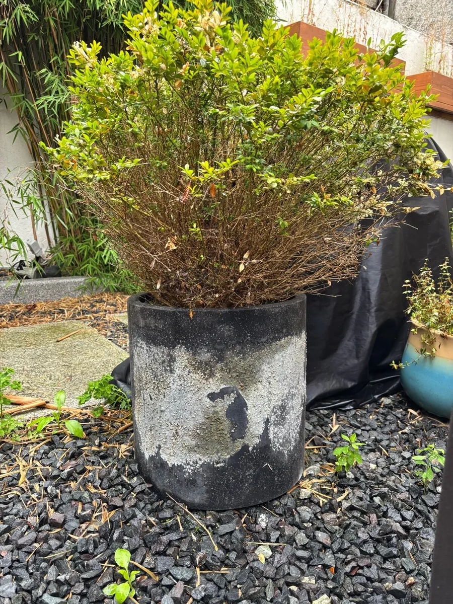 Planters - Image 4