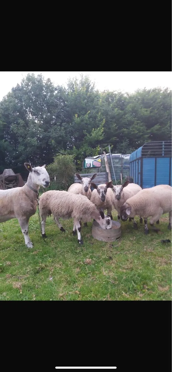 Sheep - Image 1