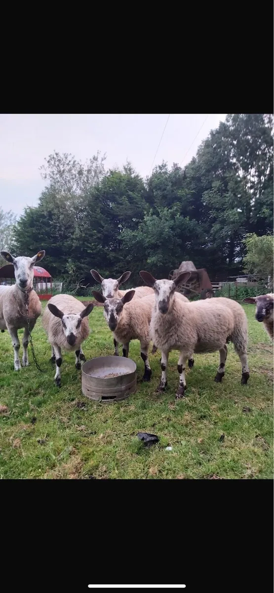 Sheep - Image 2