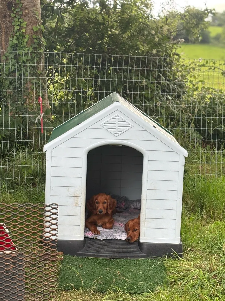 Dog kennel - Image 1