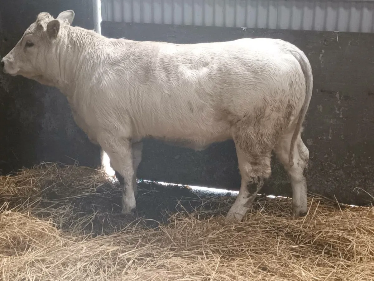 1 smashing 4 Star CHX  heifer for sale - Image 1