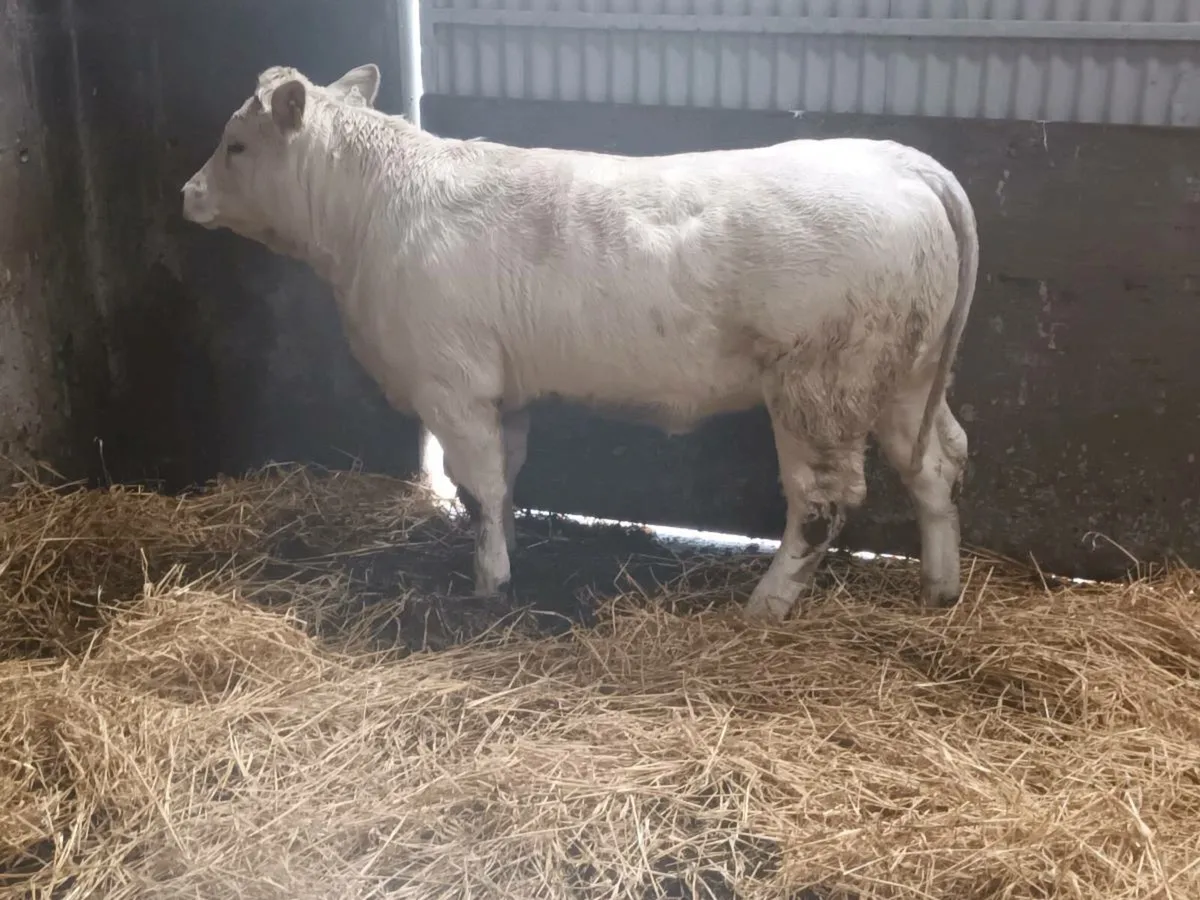 1 smashing 4 Star CHX  heifer for sale - Image 2