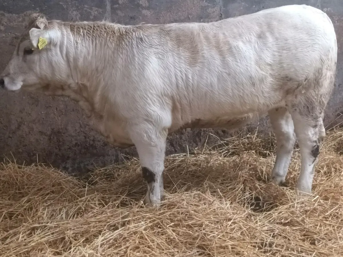 1 smashing 4 Star CHX  heifer for sale - Image 3