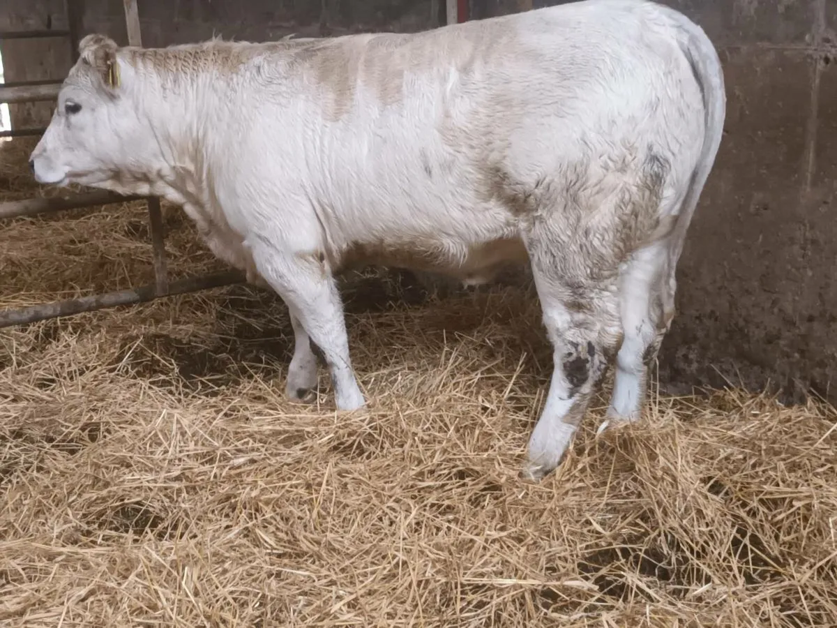 1 smashing 4 Star CHX  heifer for sale - Image 4