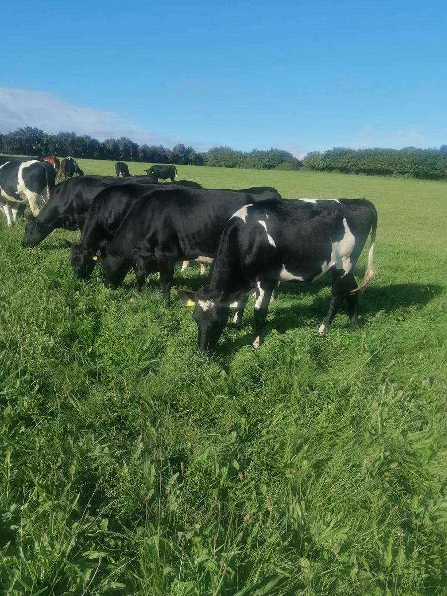 Incalf heifers - Image 1