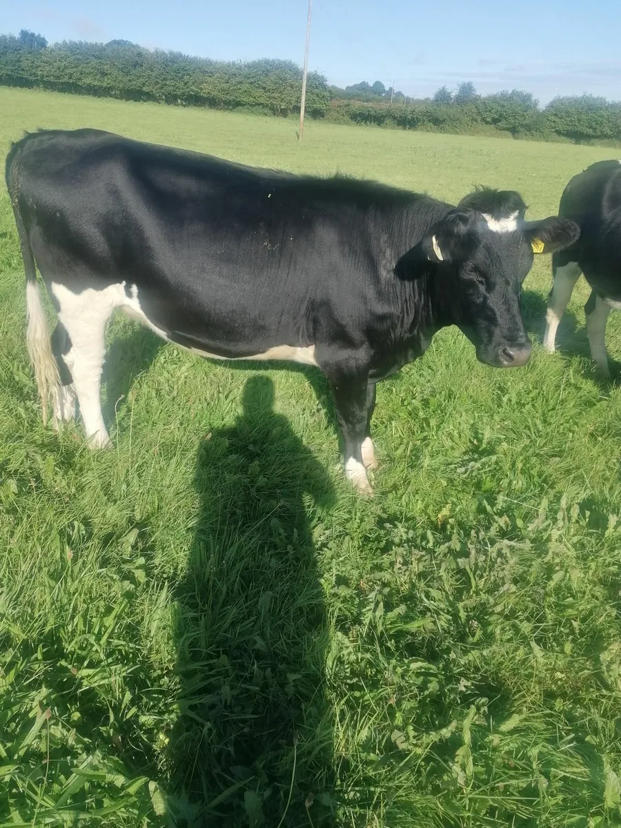 Incalf heifers - Image 3