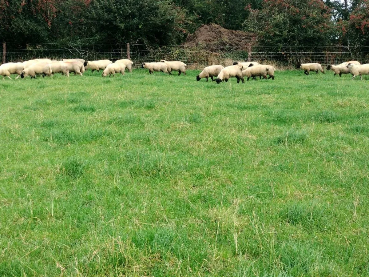 27 ewe lamb's - Image 2