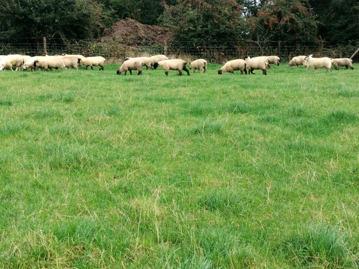 27 ewe lamb's - Image 3