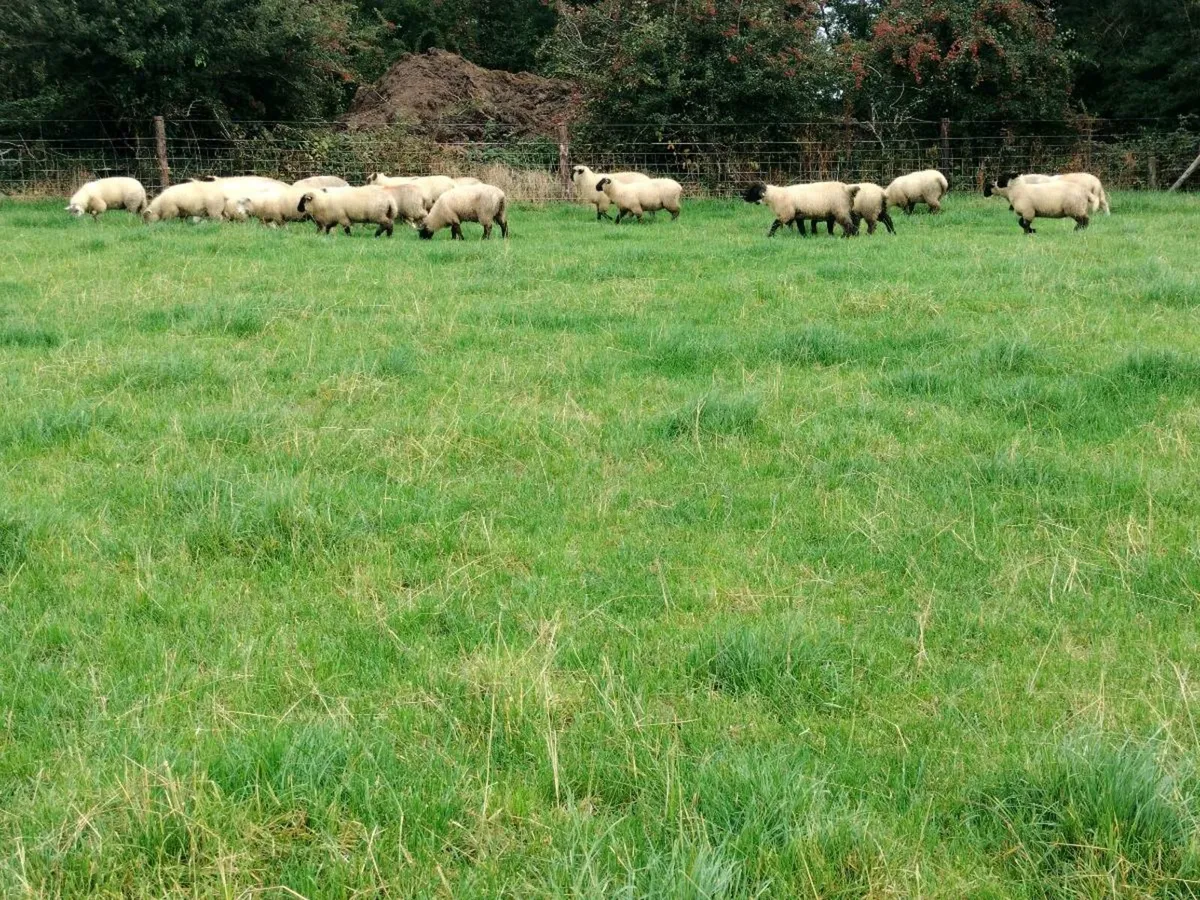 27 ewe lamb's - Image 4