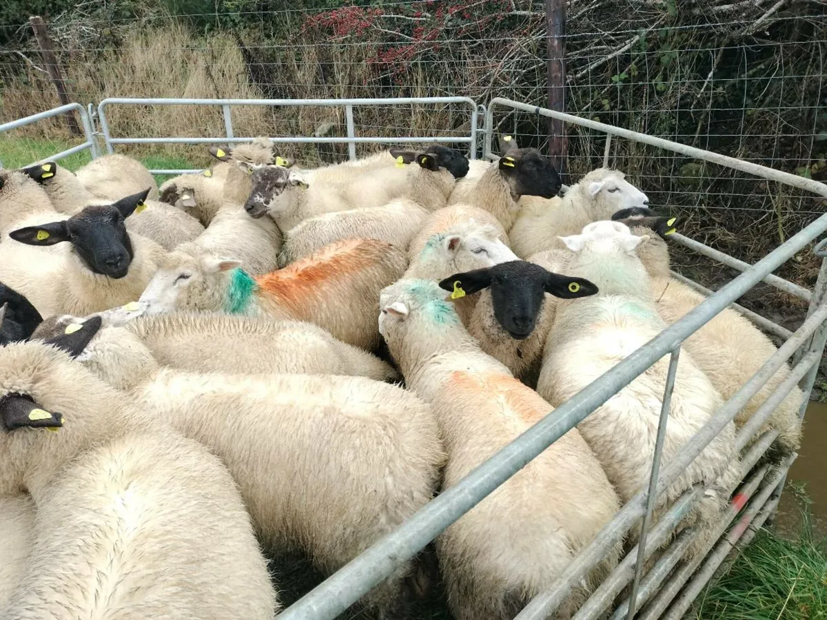 27 ewe lamb's - Image 1
