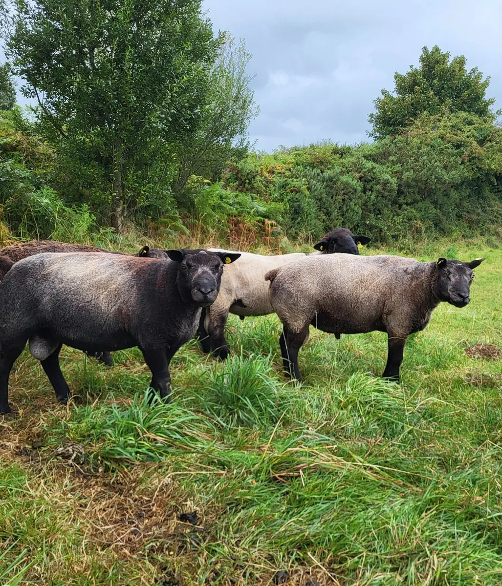 Sis rams for sale - Image 1