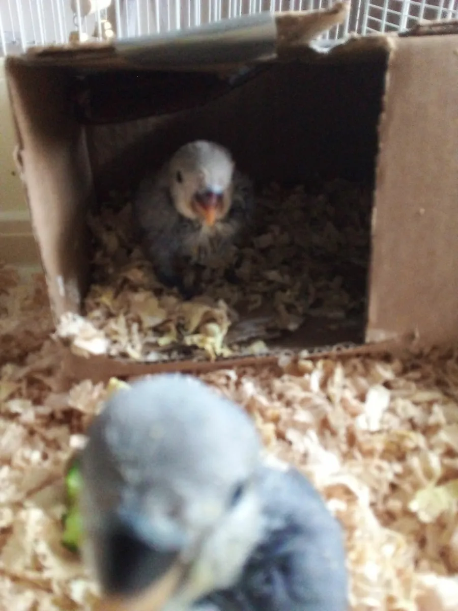 Hand reared lovebirds - Image 2
