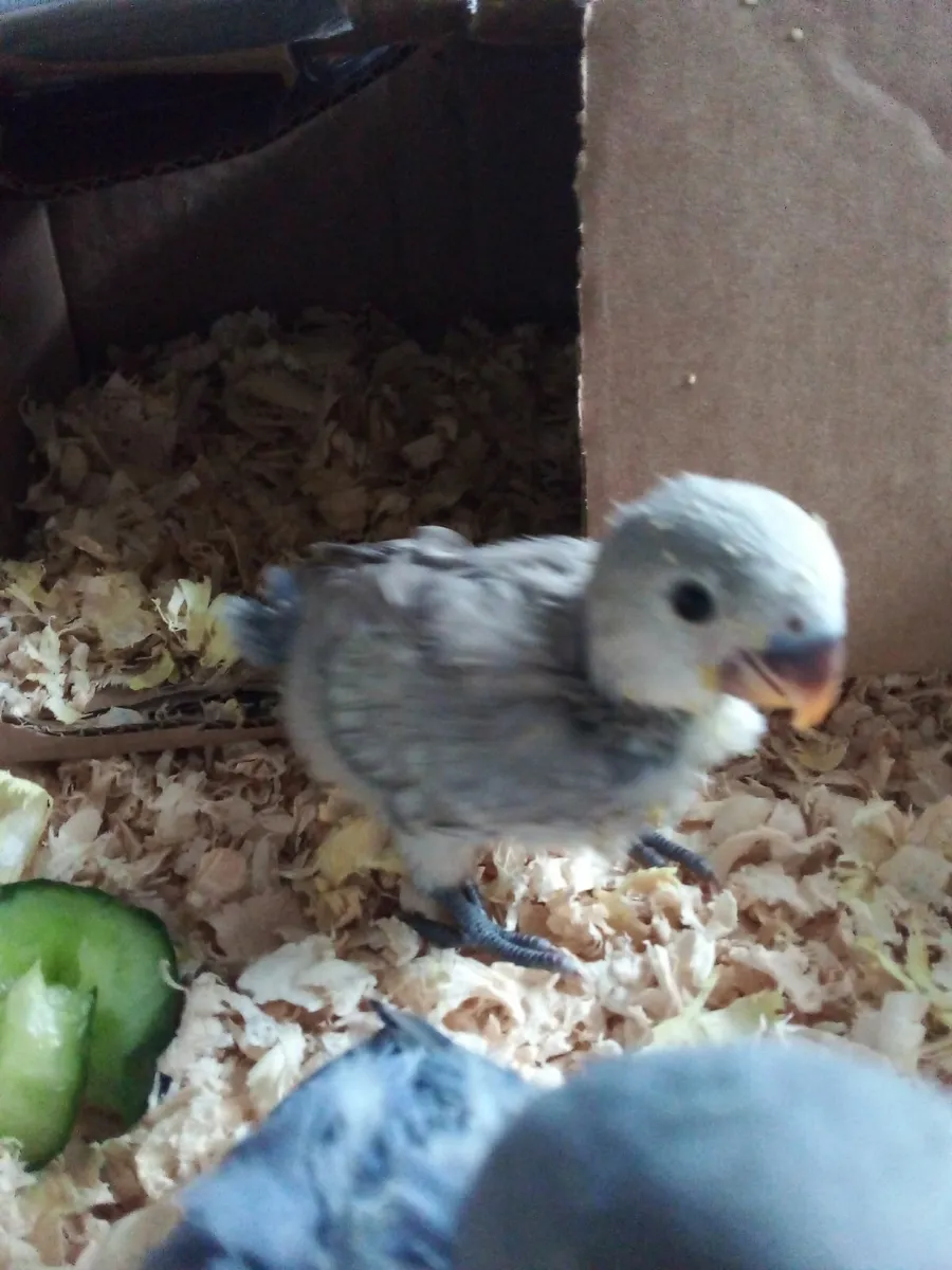 Hand reared lovebirds - Image 3